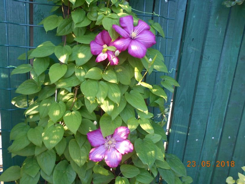  - 3Clematite2018