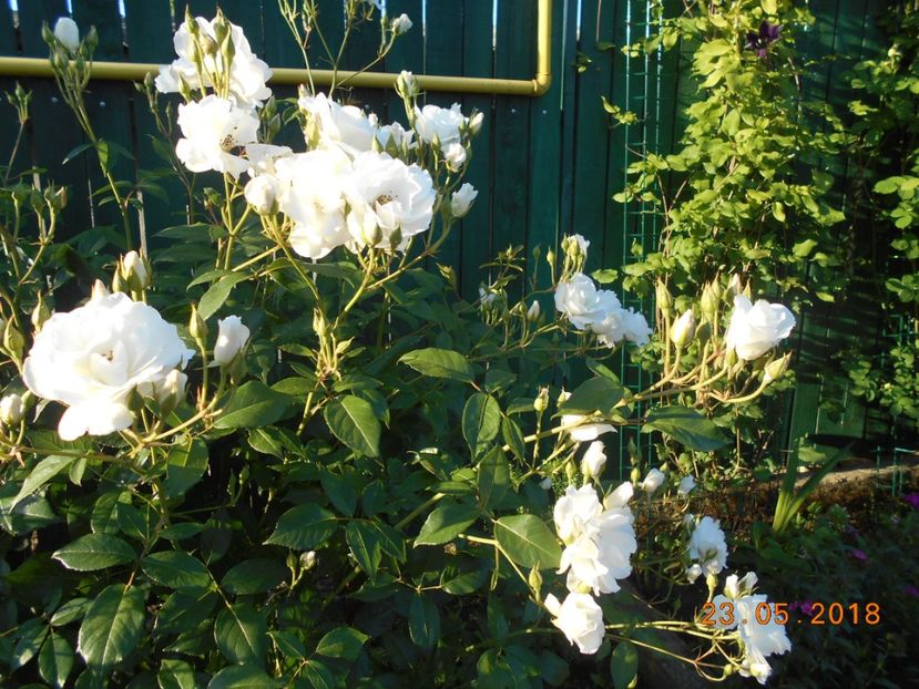  - Schneewittchen