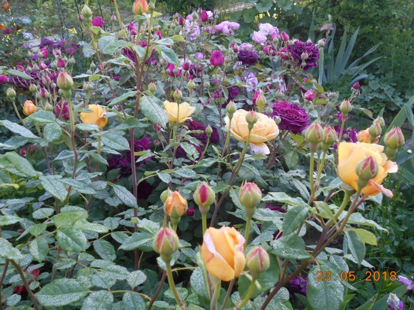  - 3Trandafiri 2018