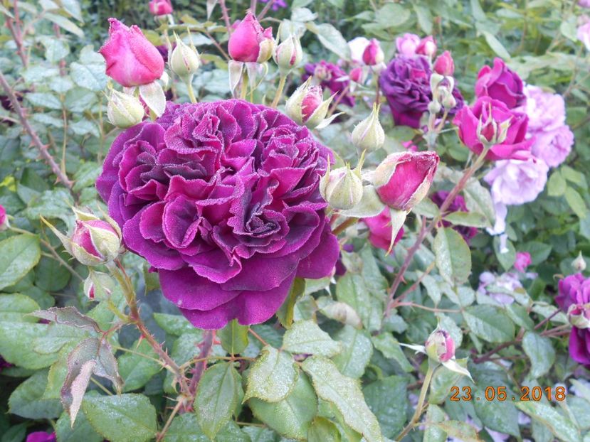 Munstead Wood - 3Trandafiri 2018