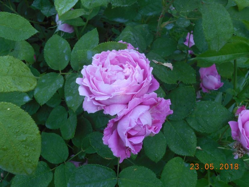 23.05.2018 - Mary Rose