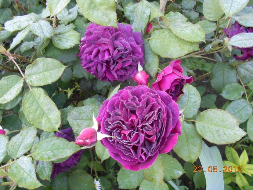 23.05.2018 - Munstead Wood