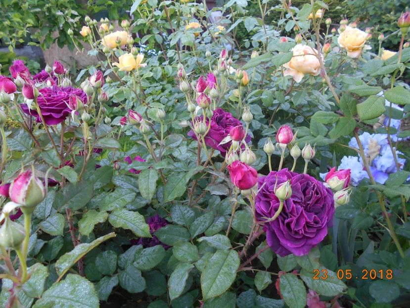 23.05.2018 - Munstead Wood