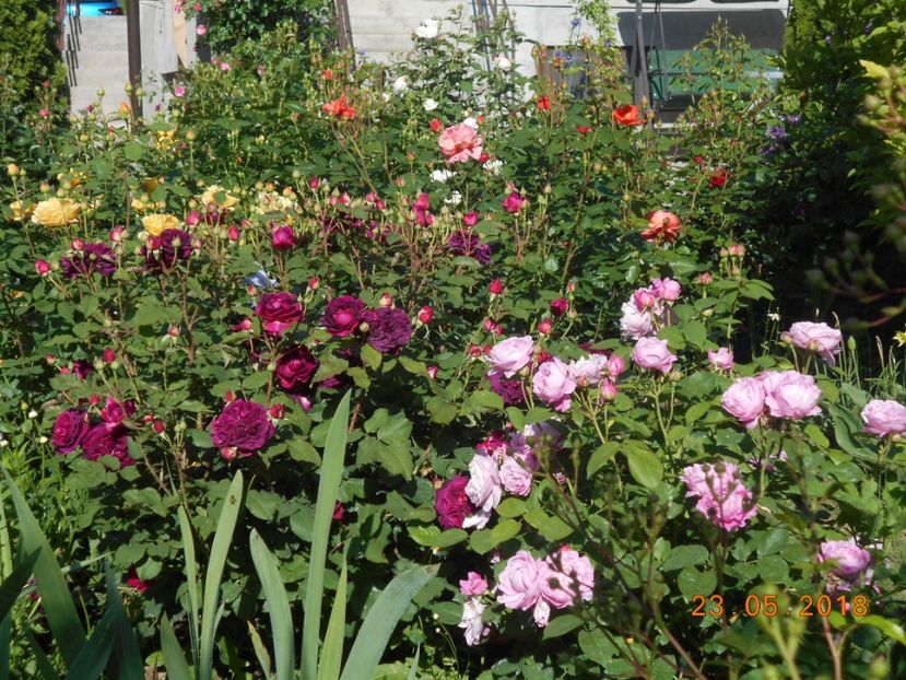 23.05.2018 - Mary Rose