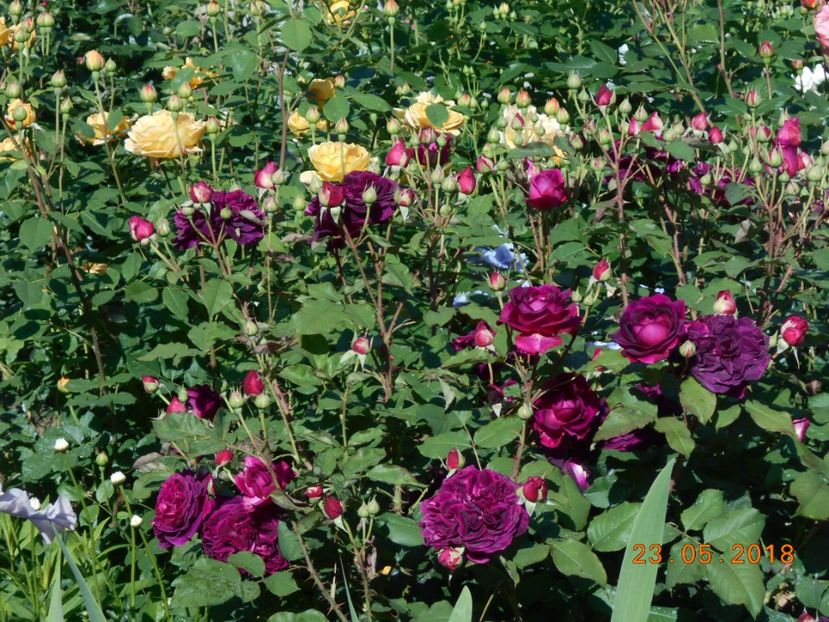  - 3Trandafiri 2018
