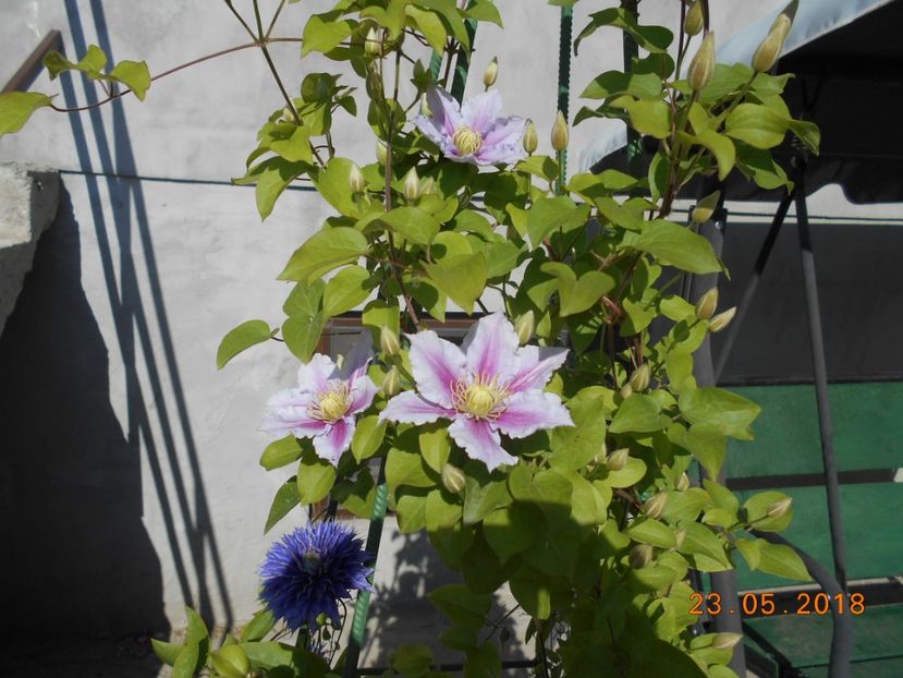  - 3Clematite2018