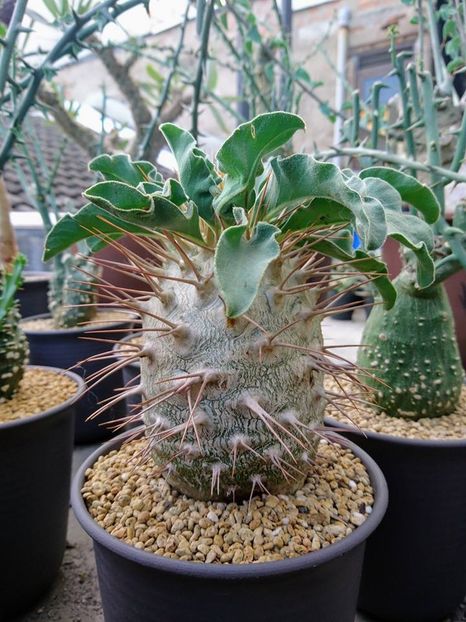 Pachypodium namaquanum - Whish list pentru viata urmatoare1