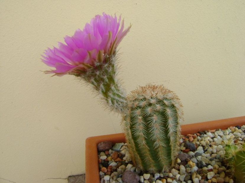 Echinocereus reichenbachii - Cactusi 2018 bis
