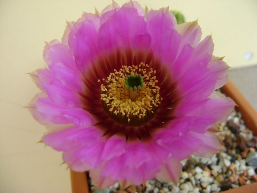 Echinocereus reichenbachii - Cactusi 2018 bis