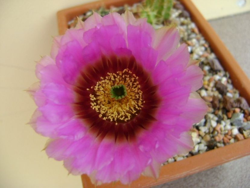 Echinocereus reichenbachii - Cactusi 2018 bis