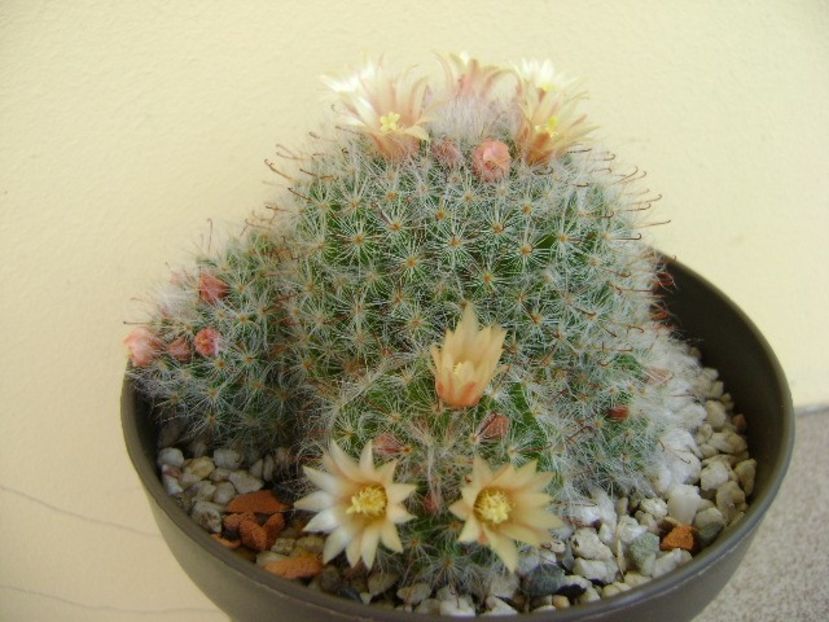 Mammillaria bocasana - Cactusi 2018 bis