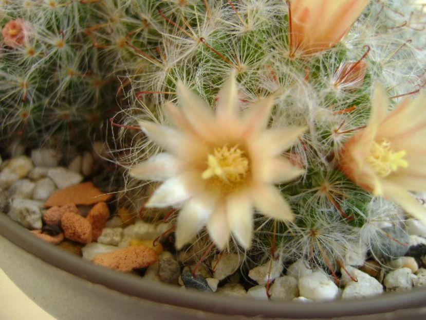 Mammillaria bocasana - Cactusi 2018 bis