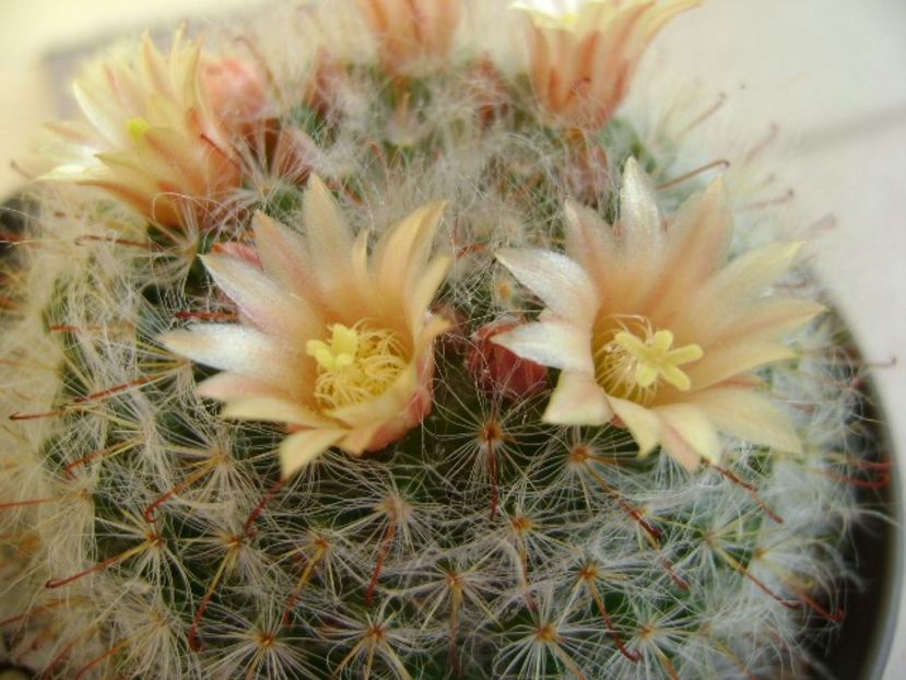 Mammillaria bocasana - Cactusi 2018 bis