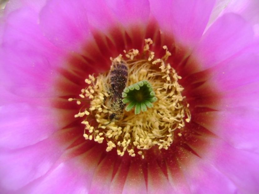 Echinocereus reichenbachii - Cactusi 2018 bis