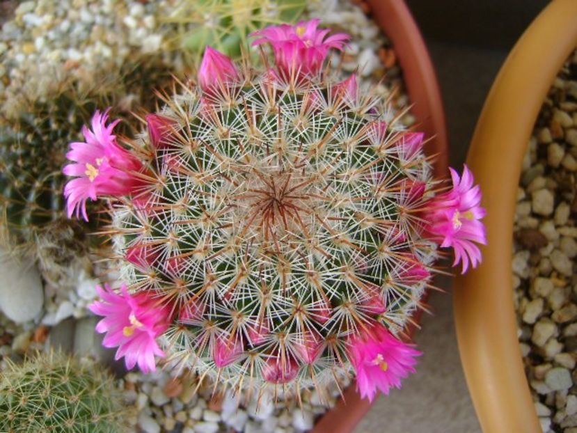 Mammillaria matudae - Cactusi 2018 bis