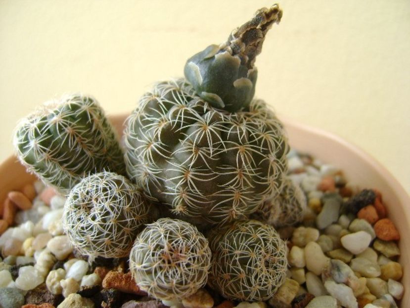 Gymnocalycium bruchii - Cactusi 2018 Gymnocalycium