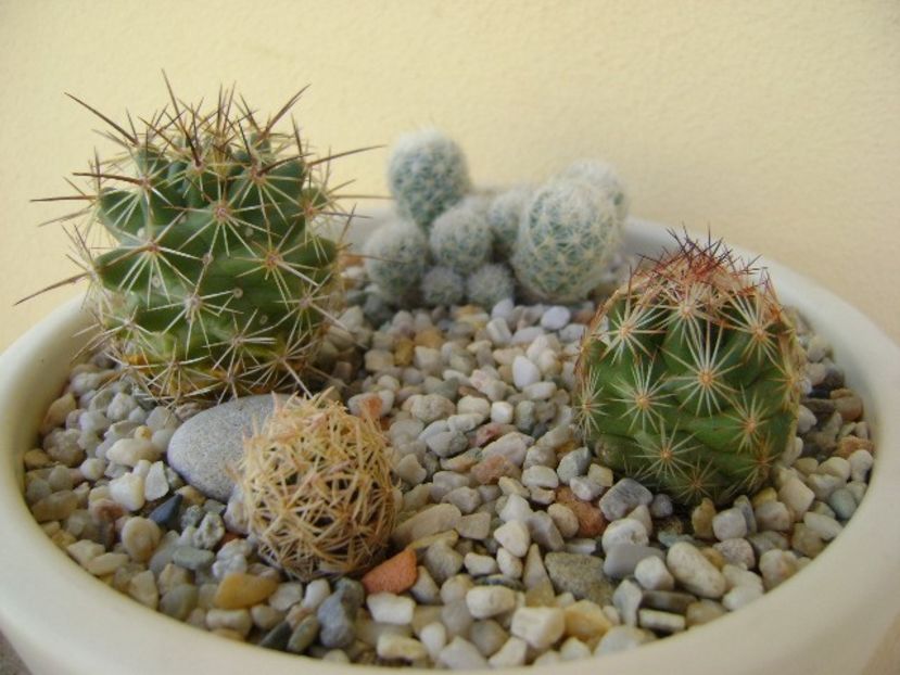 Grup de 4 Escobaria - Cactusi 2018 bis