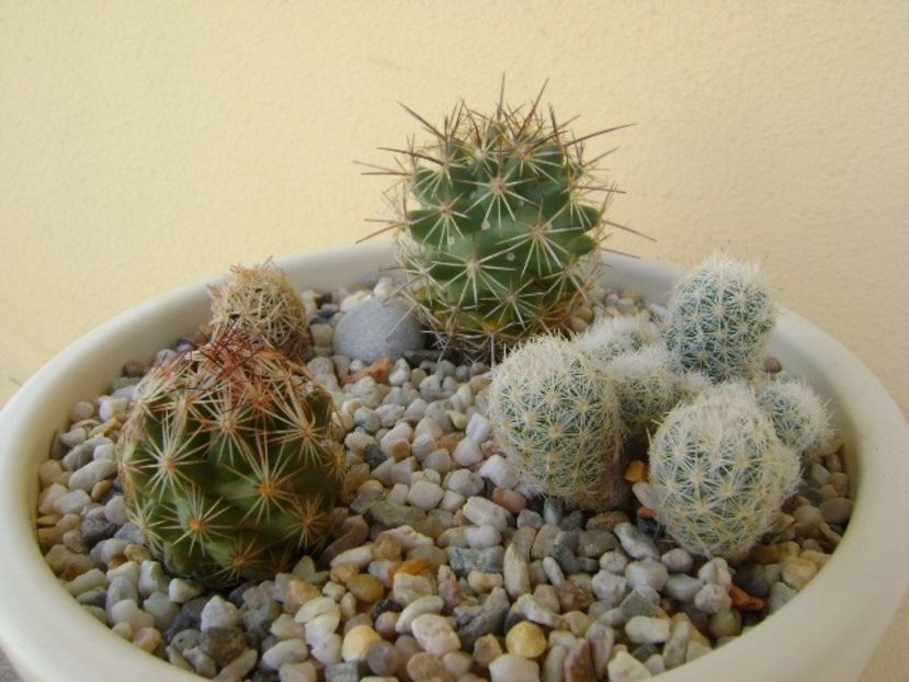 Grup de 4 Escobaria - Cactusi 2018 bis