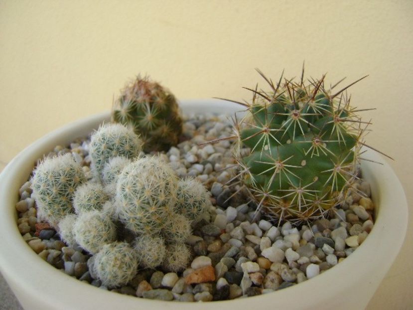Grup de 4 Escobaria - Cactusi 2018 bis