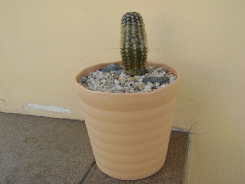 Pygmaeocereus bylesianus - Cactusi 2018 bis
