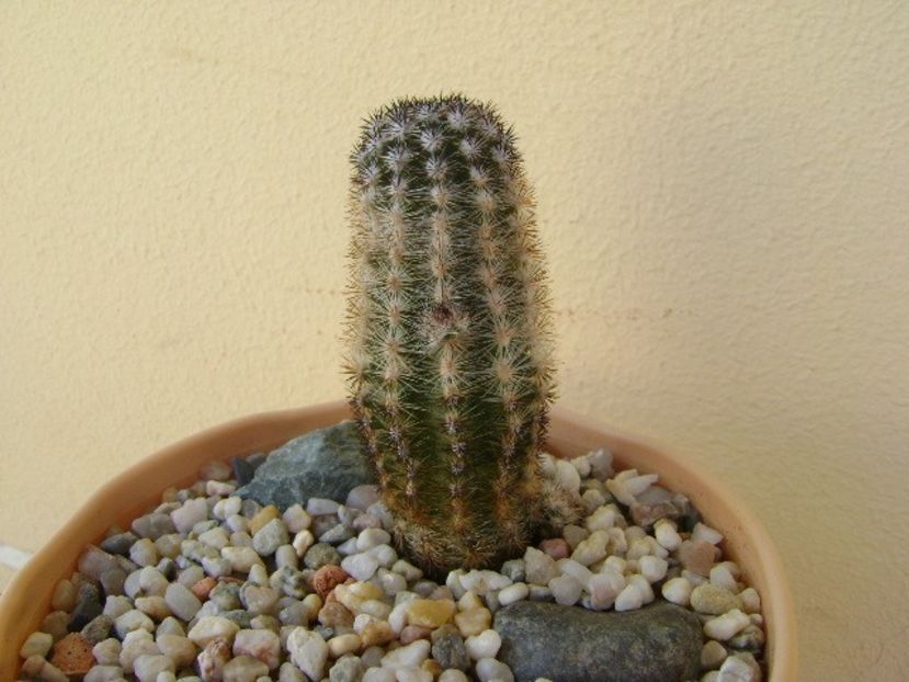 Pygmaeocereus bylesianus - Cactusi 2018 bis