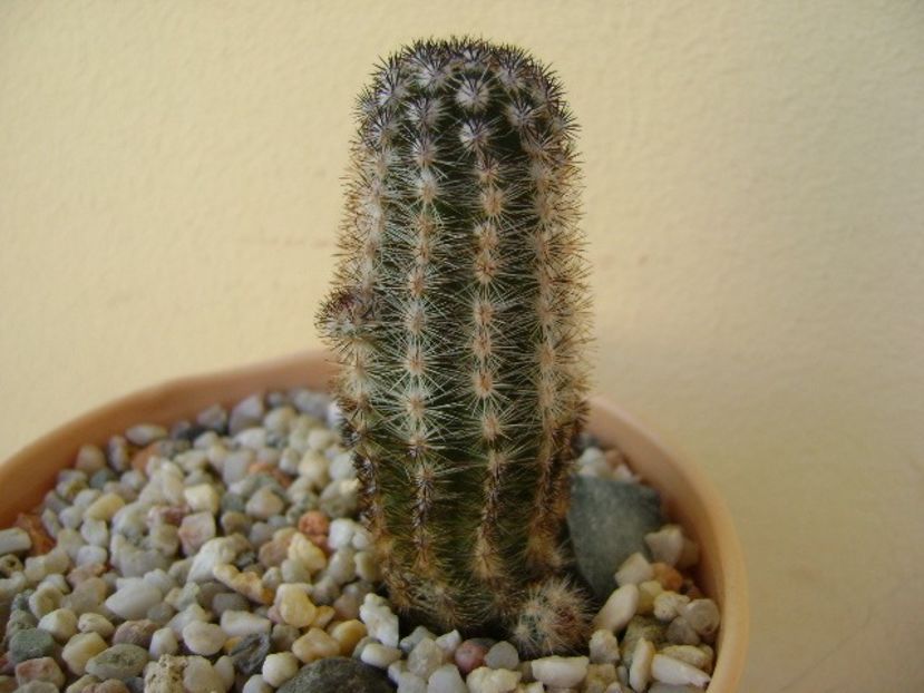 Pygmaeocereus bylesianus - Cactusi 2018 bis