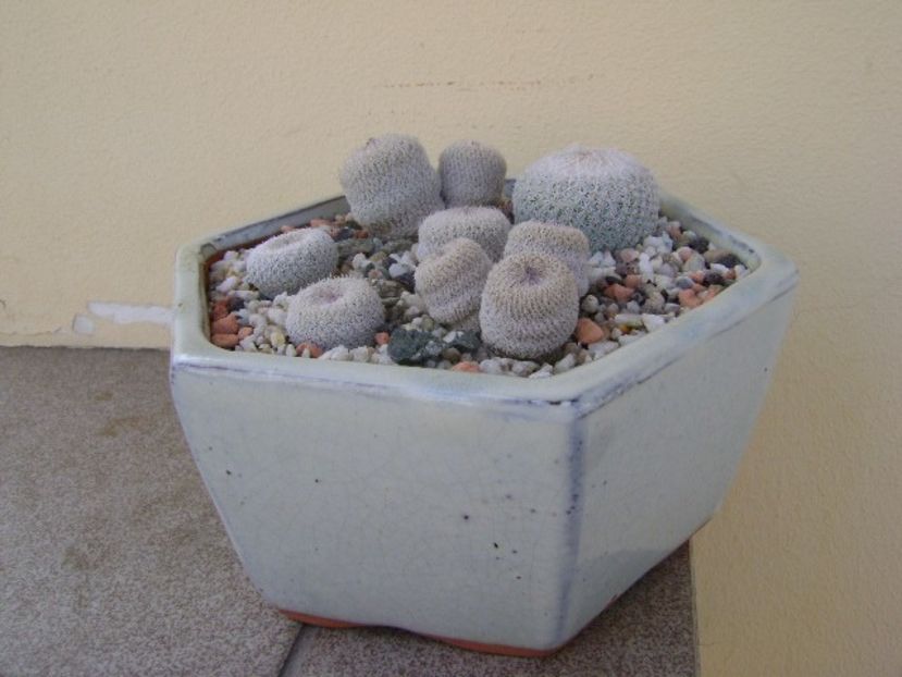 Grup de 6 Epithelantha - Cactusi 2018 bis