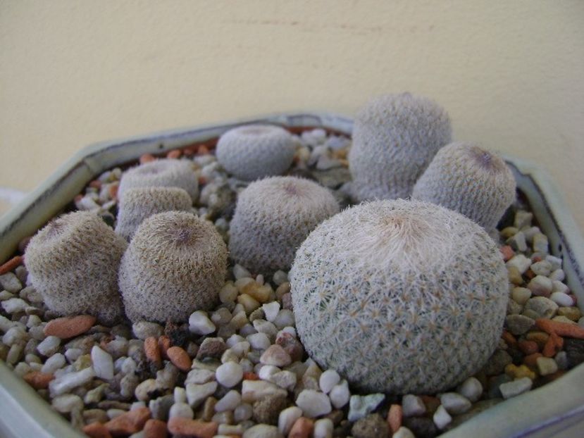Grup de 6 Epithelantha - Cactusi 2018 bis