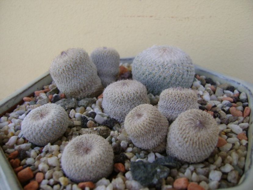 Grup de 6 Epithelantha - Cactusi 2018 bis