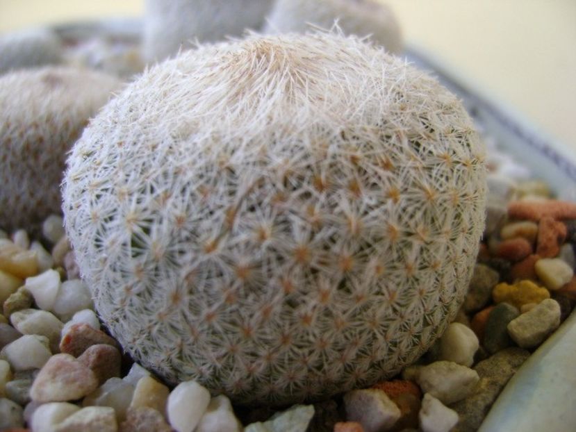 Epithelantha micromeris ssp. greggii - Cactusi 2018 bis
