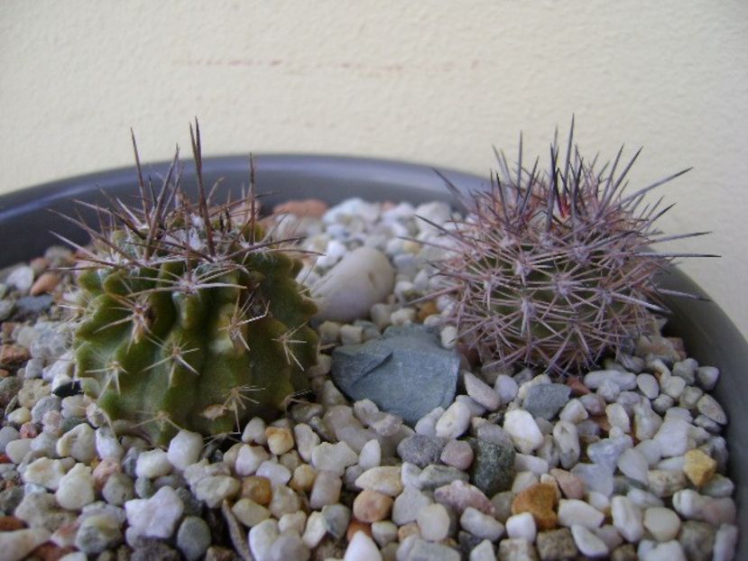 Grup de 2 Eriosyce - Cactusi 2018 bis
