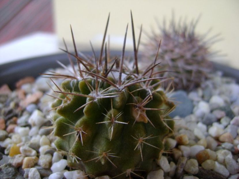 Eriosyce taltalensis v. floccosa (Pyrrhocactus floccosus) - Cactusi 2018 bis