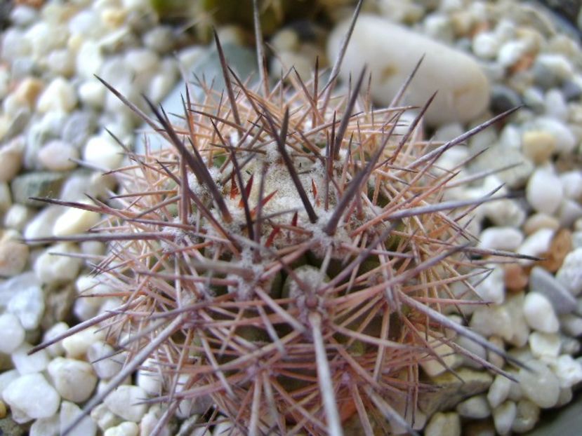 Eriosyce islayensis - Cactusi 2018 bis