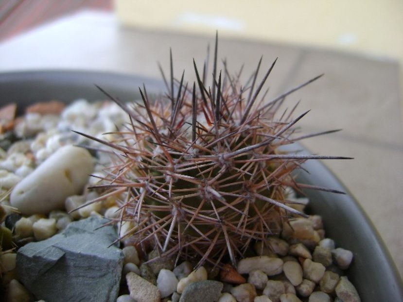 Eriosyce islayensis - Cactusi 2018 bis