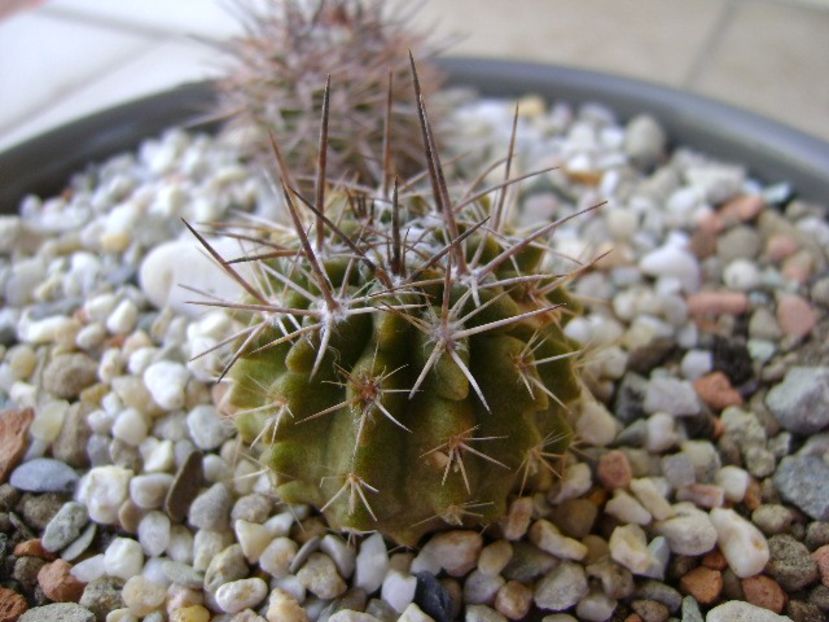 Eriosyce taltalensis v. floccosa (Pyrrhocactus floccosus) - Cactusi 2018 bis