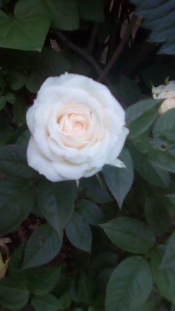 IMG-20180519-WA0009 - TRANDAFIRII MEI