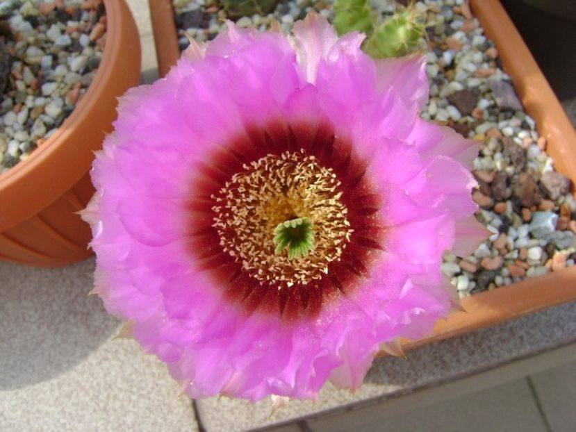 Echinocereus reichenbachii - Cactusi 2018 bis