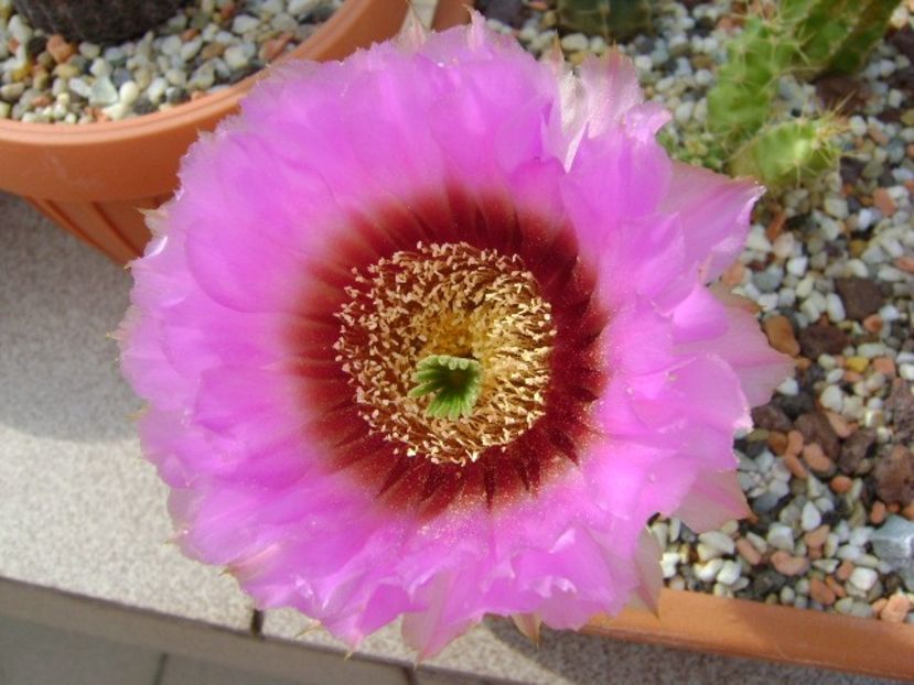 Echinocereus reichenbachii - Cactusi 2018 bis