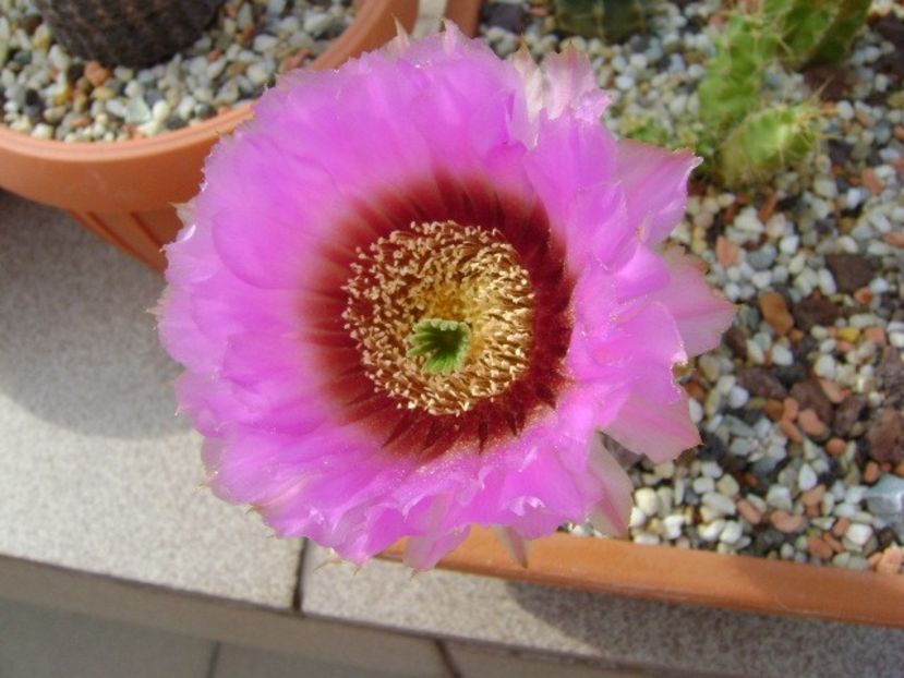 Echinocereus reichenbachii - Cactusi 2018 bis