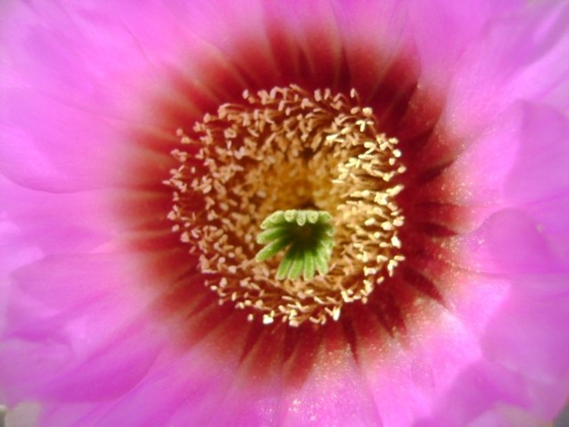 Echinocereus reichenbachii - Cactusi 2018 bis