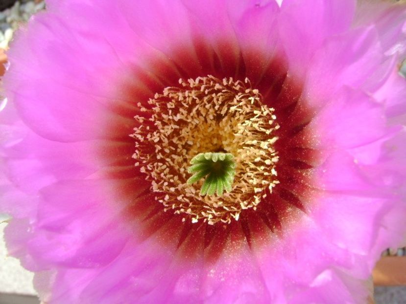 Echinocereus reichenbachii - Cactusi 2018 bis