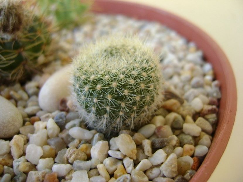 Brasilicactus haselbergii (Parodia haselbergii) - Cactusi 2018 bis