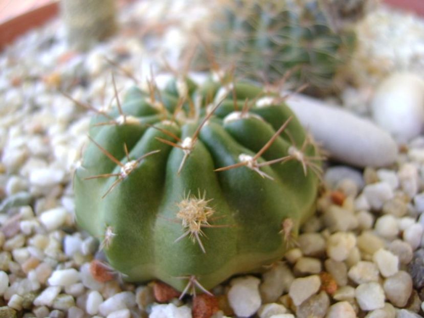 Matucana polzii - Cactusi 2018 bis