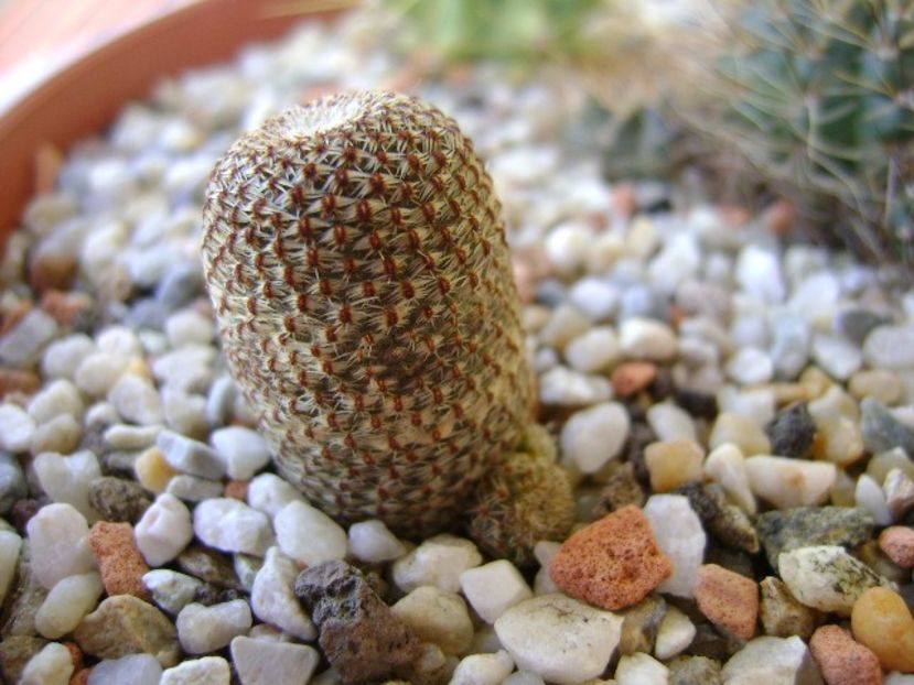 Aylostera heliosa - Cactusi 2018 bis