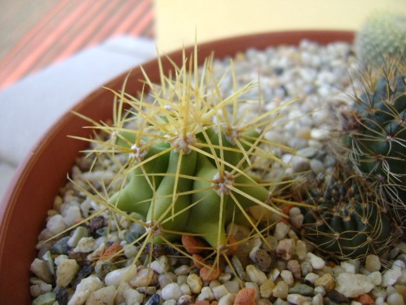 Ferocactus glaucescens - Cactusi 2018 bis