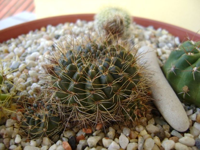 Lobivia arachnacantha v. densiseta (Echinopsis ancistrophora ssp. arachnacantha) - Cactusi 2018 bis