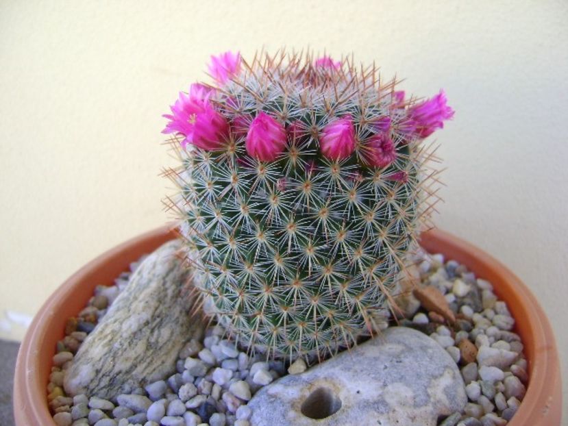 Mammillaria matudae - Cactusi 2018 bis