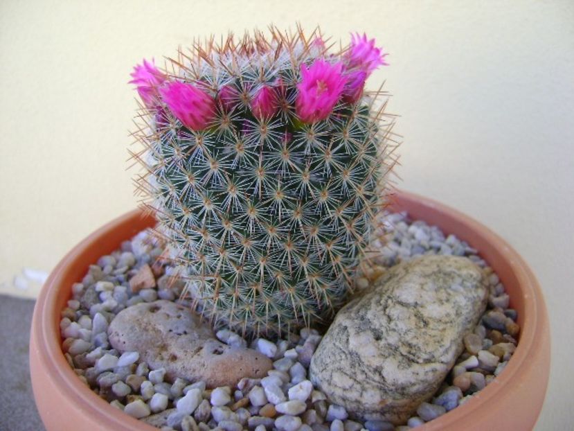 Mammillaria matudae - Cactusi 2018 bis
