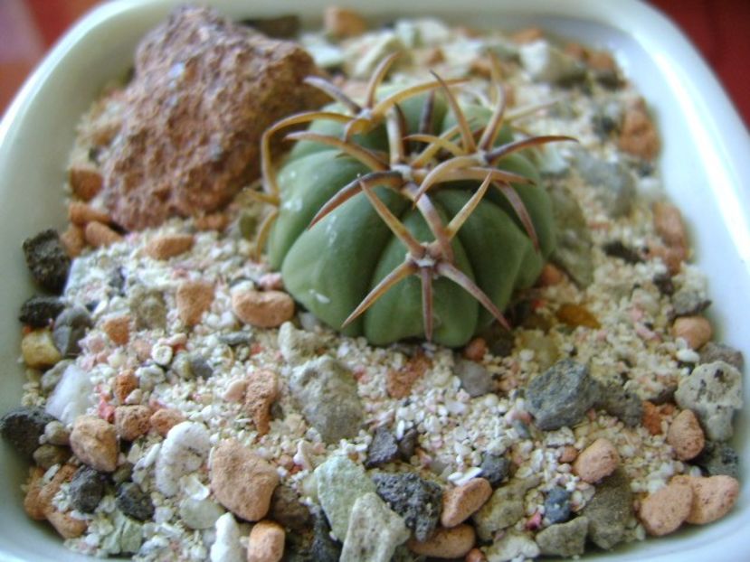 Echinocactus horizonthalonius, San Rafael de Galeana - Cactusi 2018 bis