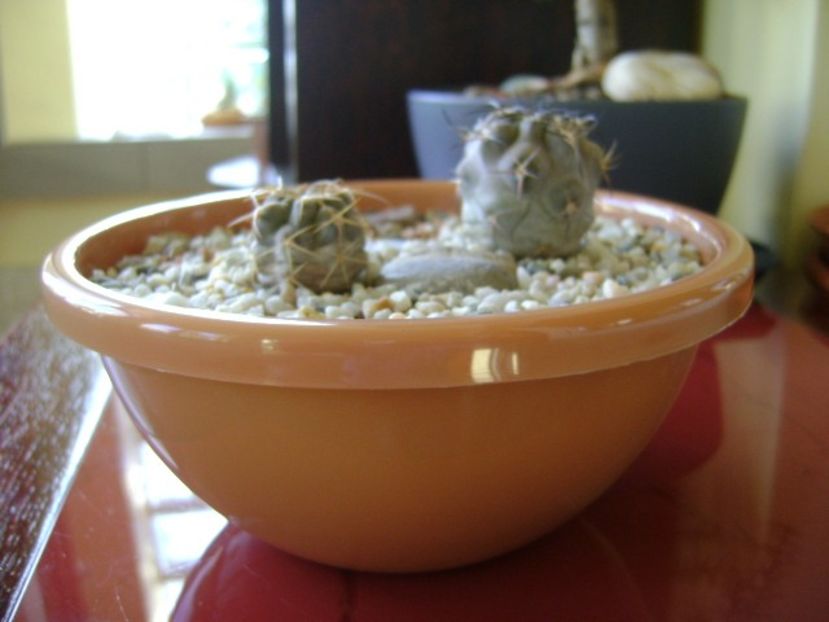 Grup de 2 Acanthocalycium - Cactusi 2018 bis